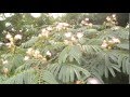 The diverse uses of the mimosa silk tree