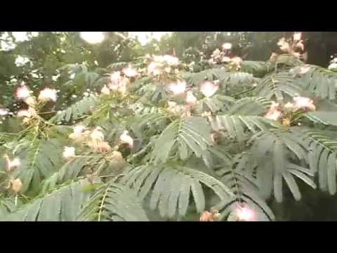 The diverse uses of the mimosa silk tree