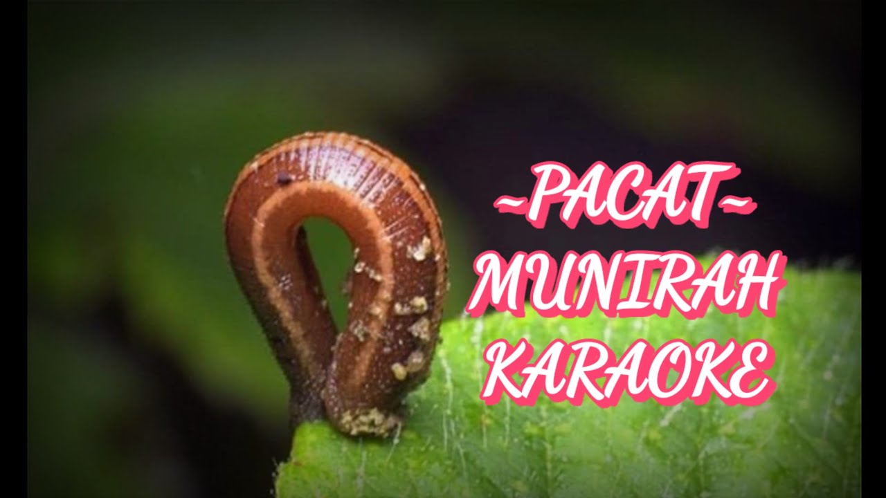 pacat -Munirah lirik video ( karaoke )