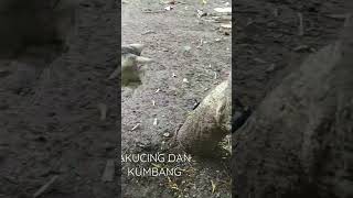 Download Lagu KUCING DAN KUMBANG MP3
