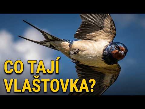 100 faktů o vlaštovce – nejdrzejší pták u vás za oknem