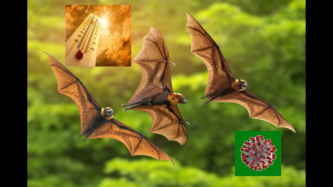 Bats, Climate Change and Covid - YouTube