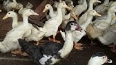 Nan Nan Back Undefined Skip Navigation Search Search Sign In Undefined Home Home Explore Explore Subscriptions Subscriptions Library Library History History Play All Peternakan Bebek Peking Dan Hibrida Super 102 Videos 1 610 Views Last