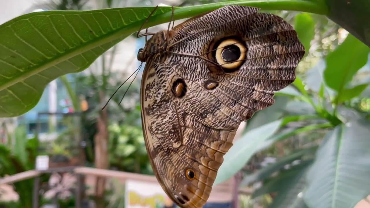 Hershey Gardens Butterfly Atrium