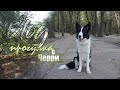 VLOG ~ ПРОГУЛКА С БОРДЕР КОЛЛИ ЧЕРРИ В ПАРКЕ