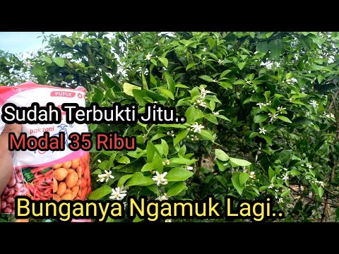 Video: Apakah pohon jeruk termasuk tumbuhan berbunga?