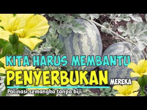 Video: Menanam Bibit Dan Penyerbukan Semangka