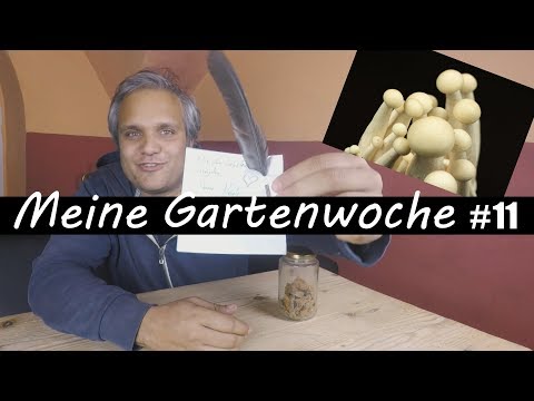 Video: Pilz 11 Bewertung