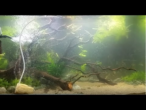 Wideo: Dlaczego Woda W Akwarium Zmienia Kolor Na Zielony?