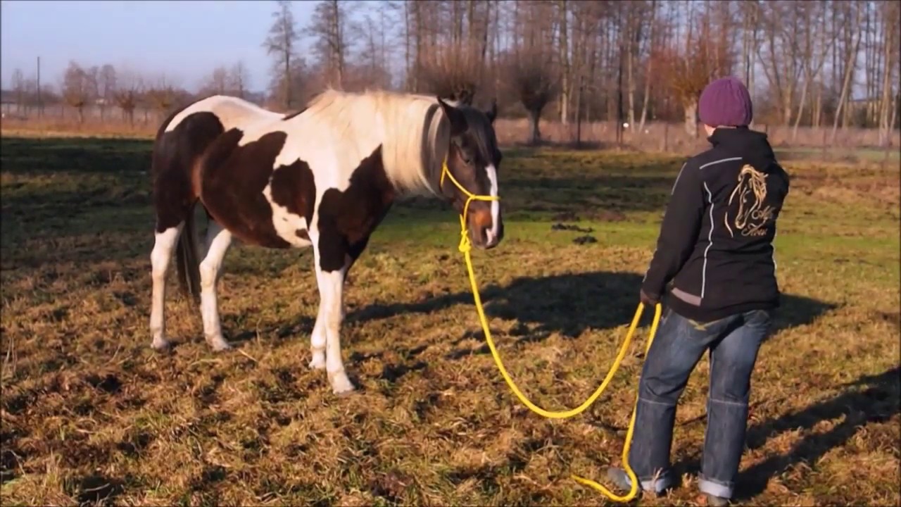 Podstawowe ćwiczenia na linie: Prezentacja elementów poziomu 1.