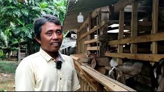 jauh dari perkiraan ternak ngebok kambing jantan 90% keuntungan semuanya