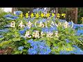 【日本寺・香取郡多古町】50種8.000本の紫陽花が見ごろでした。2026.6.9撮影 BGM 愛燦燦 Cover by Meg 美空ひばり 小椋佳