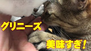 グリニーズ歯磨き専用スナックなのに美味しすぎて取り合いの猫たち