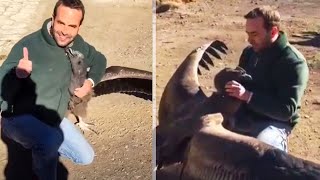 Фермер спас огромного кондора. Позже птица возвращается и делает удивительную вещь
