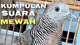 KAYAK GINI BARU YANG SAYA CARI  ,,PERKUTUT LOKAL GACOR SURA KUNG BESAR SUARANYA BAGUS \u0026 BERKWALITAS