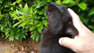 猫ハウスの前に一人でいた黒猫、頭を撫でると喜んでスリスリしてきた