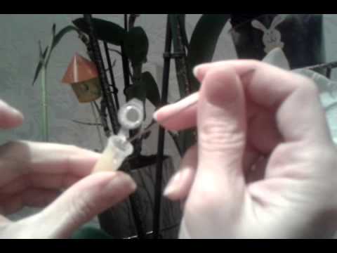 ორქიდეაზე  ციტოკინოვაია პასტის წასმა