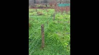 Valla provisional para el jabalí #nature #campo #rural #arandanos #plantaciones #galicia #arandanos