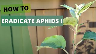Aphids Prevention and eradication