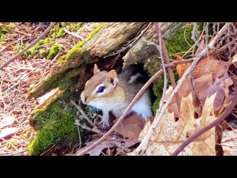 How Chipmunks Communicate With Calling Sounds And What They Mean