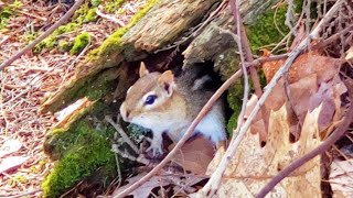 How Chipmunks Communicate With Calling Sounds And What They Mean