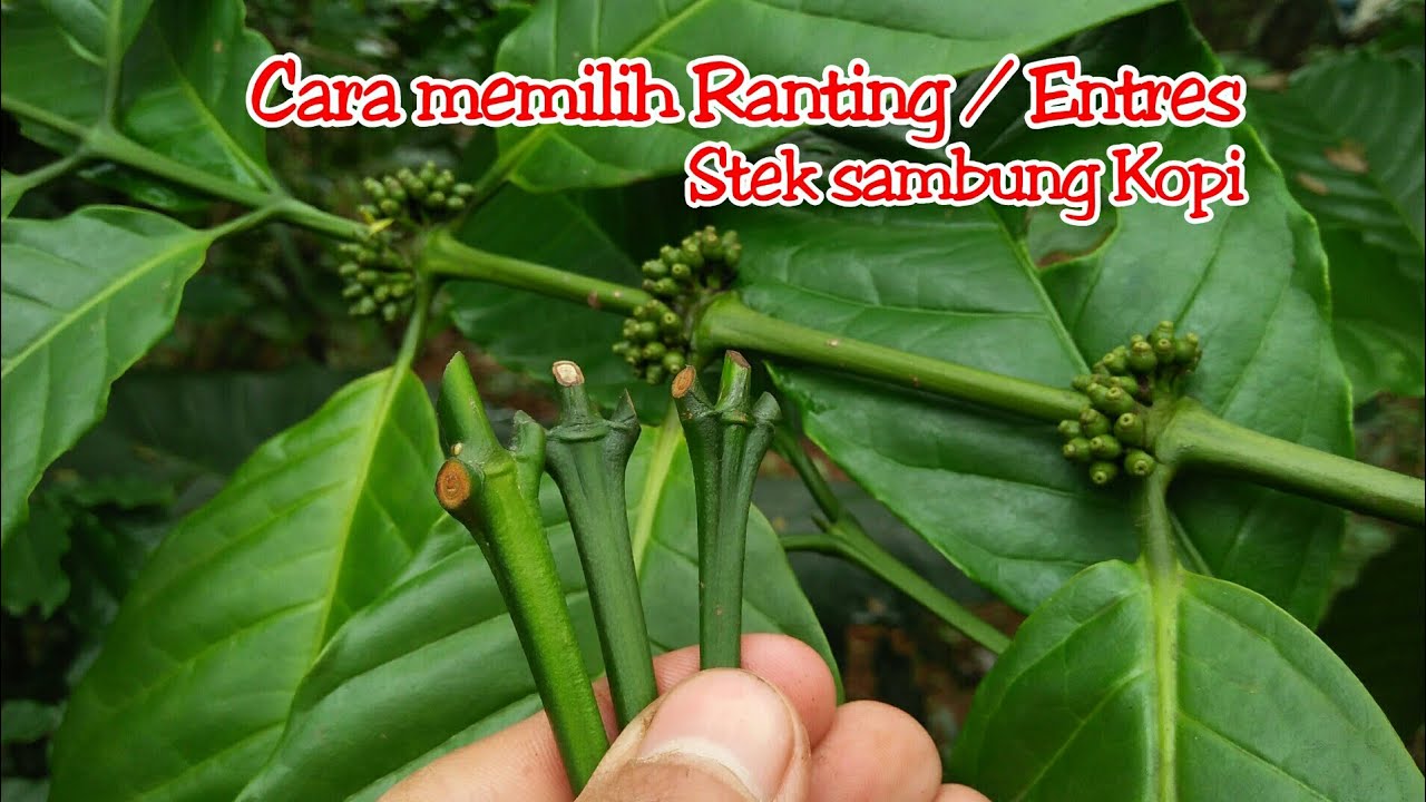 Cara memilih entres/ranting untuk sambung stek kopi