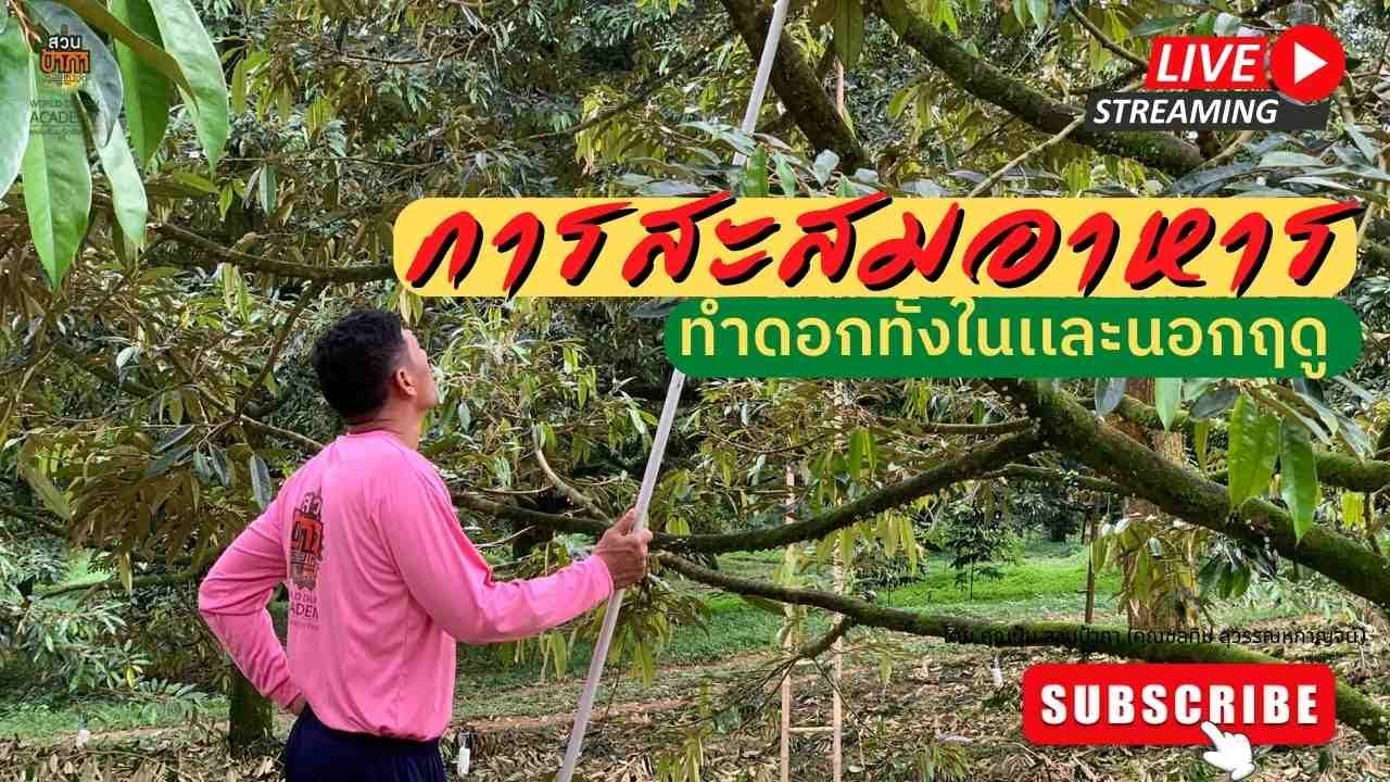 การสะสมอาหาร ทำดอกทั้งในเเละนอกฤดู