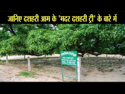 जानिए दशहरी आम के &quot;मदर दशहरी ट्री&quot; के बारे में