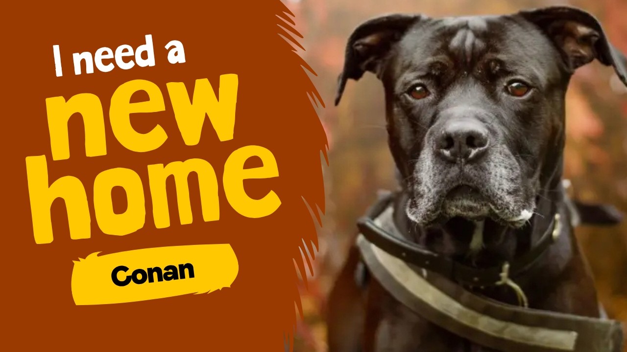 Dog profile video