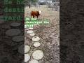 ￼ We are stepping in mud it’s a mess ￼, little Muffin Man the Bull has destroyed the yard