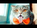 ЛУЧШИЕ ПРИКОЛЫ с животными, 2020 №4 смешные коты,собаки новые видео