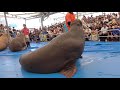 鳥羽水族館＆うみたまごセイウチコラボショー2019.5.4@鳥羽水族館