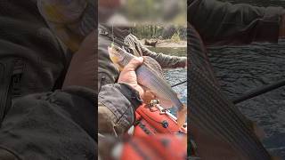 Хариус, рекордсмен! Приморский край 😎👍 #fishing #ловляхариуса #рыбалканахариуса #рыбалка