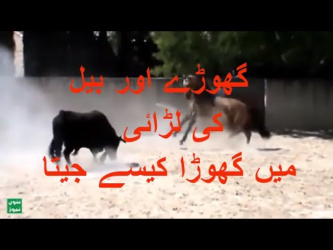         گھوڑے اور بیل کی لڑائی
