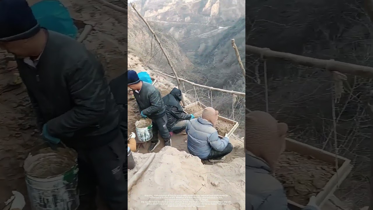 Dig Out Bone Fossils Of Ancient Animals In The Mountains !