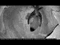Hatching Egg Reveals Fluffy Petrel Chick on CahowCam 2! March 10, 2023