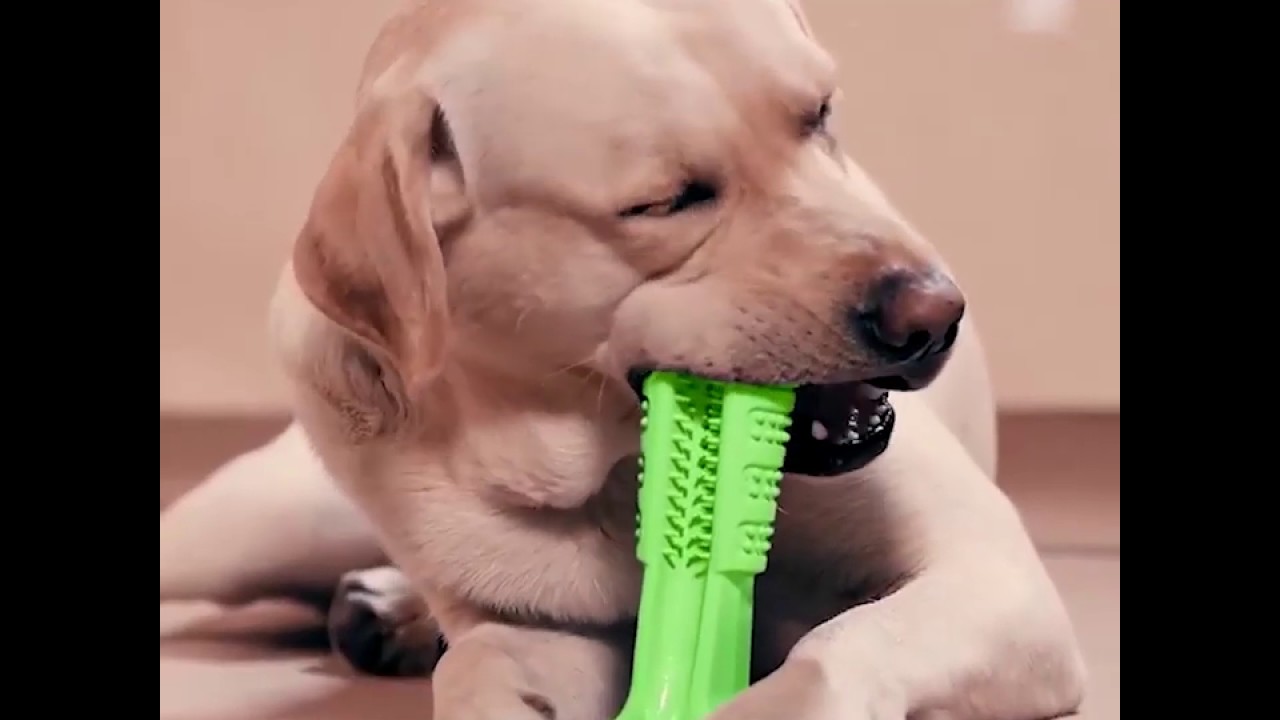 smart brush dog toothbrush