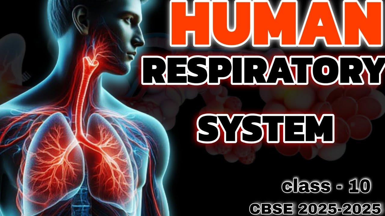 Human respiratory🫁 system class 10 ch-1 life processes #respiratory # ...