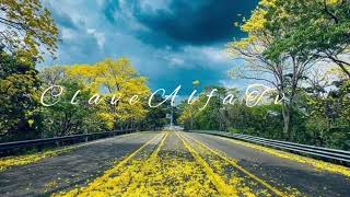 Belleza Natural en #Tabasco #guayacanes 🌼