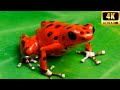 Top 10 las ranas ms exticas y venenosas  mini documental completo en espaol