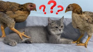 I'm amazed 😲.The hen wants her kitten to sleep in the cat's bed.🤣Funny, cute animal videos