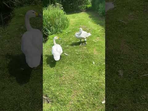Look at these whooper swans