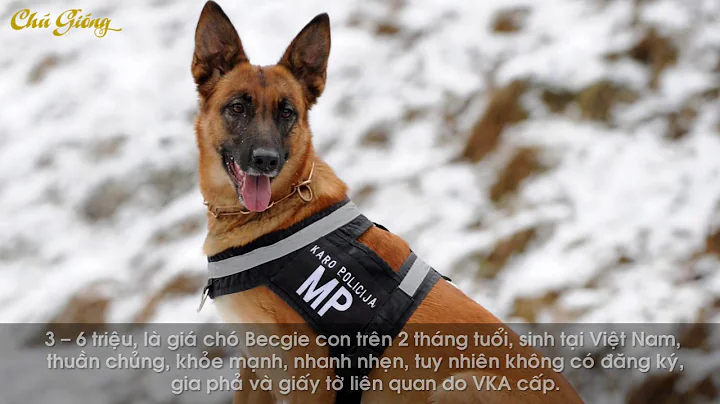 Giá bán chó Becgie hiện nay