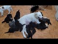 12 Cutest Baby Puppies Rushing To Mom&#39;s Nipples for Milk and Nursing Nonstop