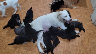 12 Cutest Baby Puppies Rushing To Mom&#39;s Nipples for Milk and Nursing Nonstop