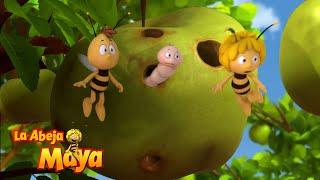 Filiberto - Capítulos Completos - La Abeja Maya