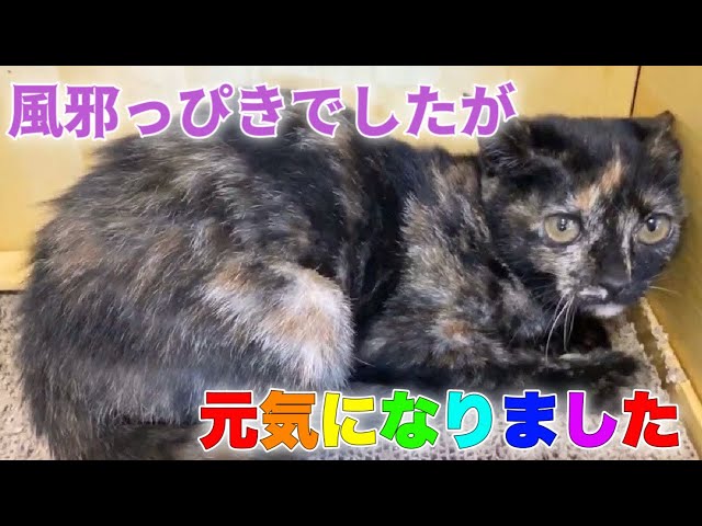 Youtube 副鼻腔炎で鼻血混じりのクシャミ連発の日々を乗り越えた4匹の子猫達 4 Kittens Npo法人 府中猫の会 Youtube 副鼻腔炎で鼻血混じりのクシャミ連発の日々を乗り越えた4匹の子猫達 4 Kittens Npo法人 府中猫の会