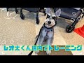 【幼稚園】紫竹山店 🌼レオ太くん店内でトレーニング🌼