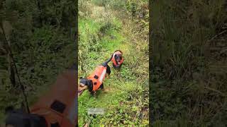 Dachshund Are Coming Back From Hunting