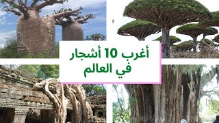 أغرب 10 أشجار في العالم